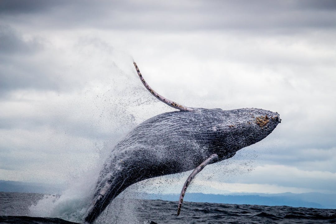 Colombia Nuqui Whale