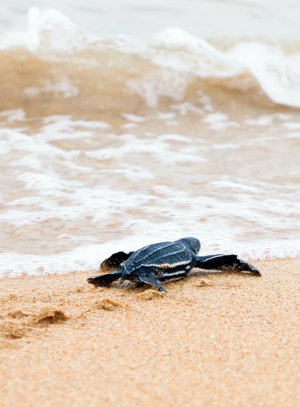 Tamarindo | Encounter latin America