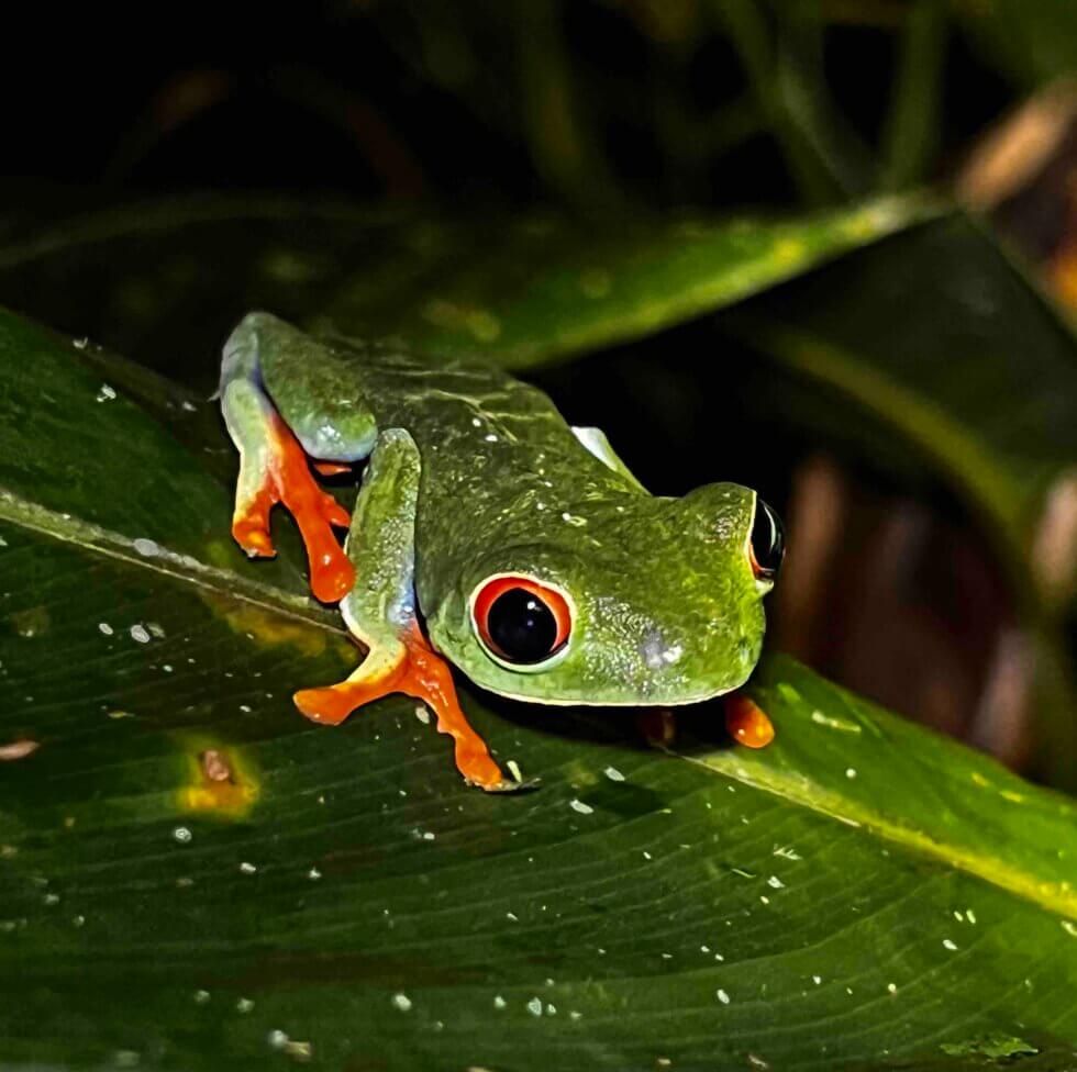 Tapir Valley Nature Reserve | Encounter latin America