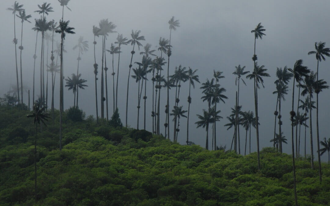 Colombia’s Coffee Region: a slower way to travel
