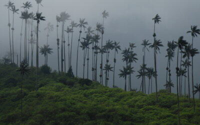 Colombia’s Coffee Region: a slower way to travel