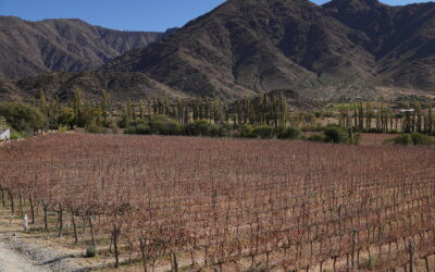 Where to Eat in Northern Argentina: Salta, Cachi and Cafayate